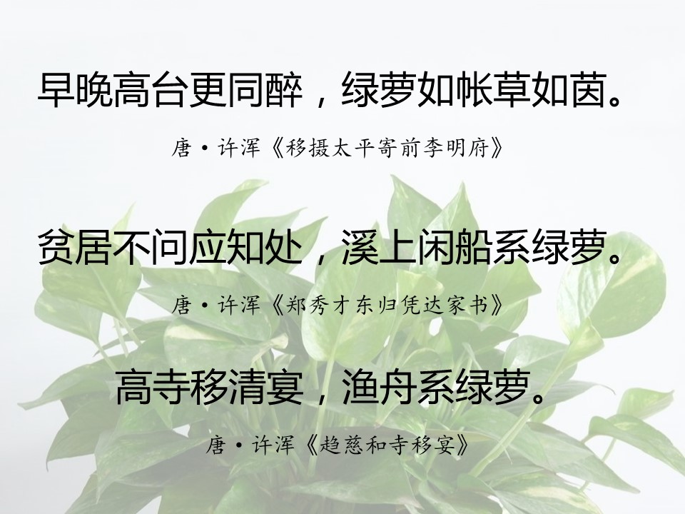 一句话赞美绿萝诗句（有关绿萝的经典名诗）