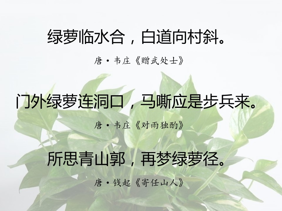一句话赞美绿萝诗句（有关绿萝的经典名诗）