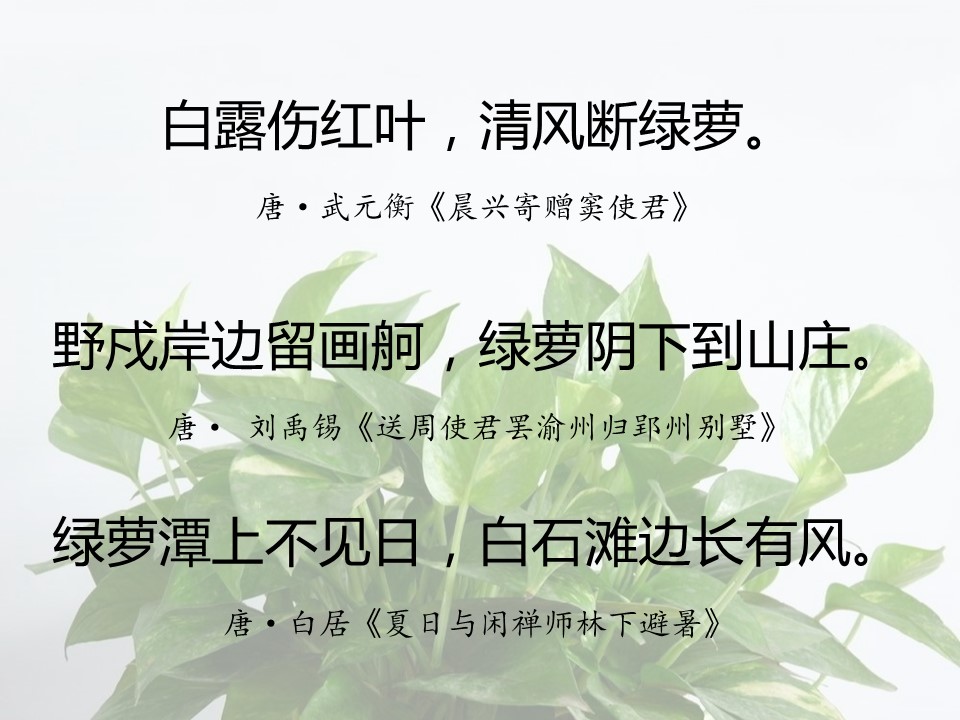 一句话赞美绿萝诗句（有关绿萝的经典名诗）