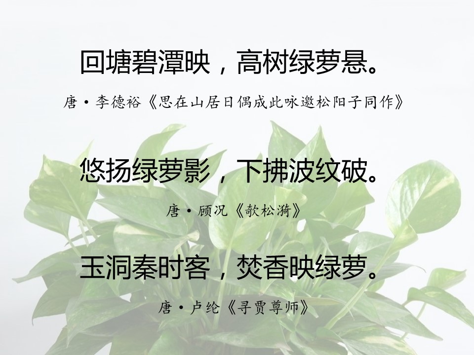 一句话赞美绿萝诗句（有关绿萝的经典名诗）