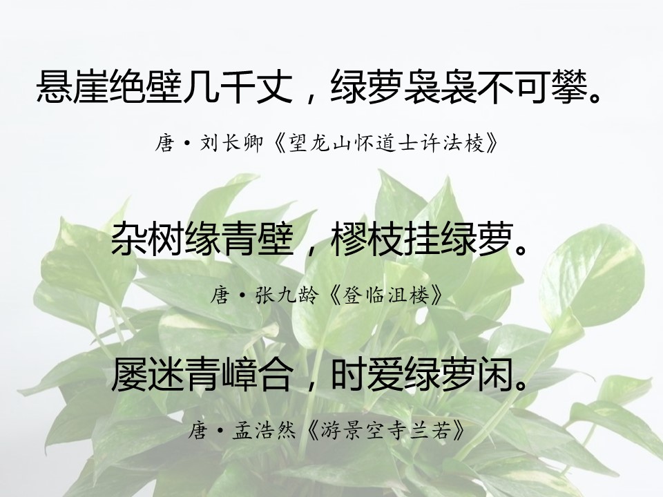 一句话赞美绿萝诗句（有关绿萝的经典名诗）