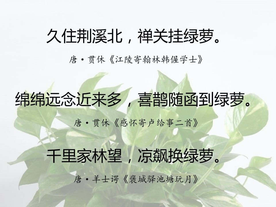 一句话赞美绿萝诗句（有关绿萝的经典名诗）