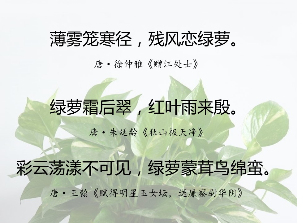 一句话赞美绿萝诗句（有关绿萝的经典名诗）