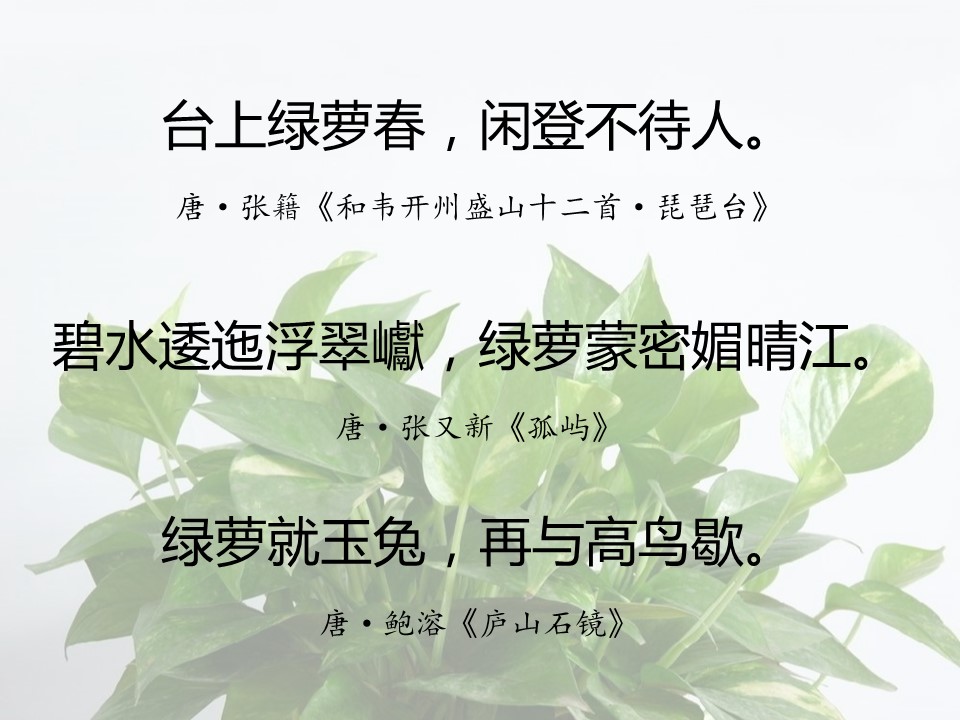 一句话赞美绿萝诗句（有关绿萝的经典名诗）
