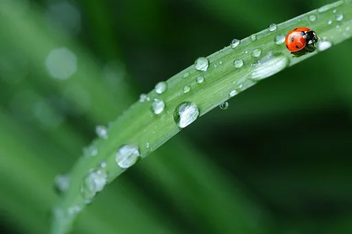 写夏雨的诗句古诗（描写夏天雨景的优美诗句）