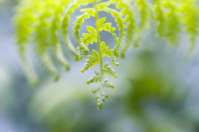 描写夏天的散文名篇（林清玄写的夏天的散文）