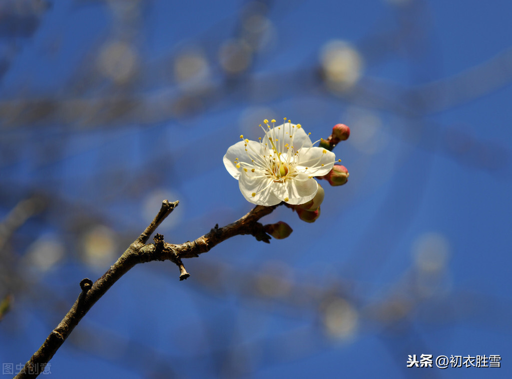 赞美梅花的优美句子（精选这9首咏梅诗赏析）