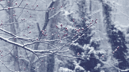 关于雪的诗词有哪些（赞美雪景的十首古诗词赏析）