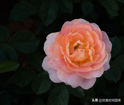 关于绿植的唯美句子（干净治愈的绿植文案大全）