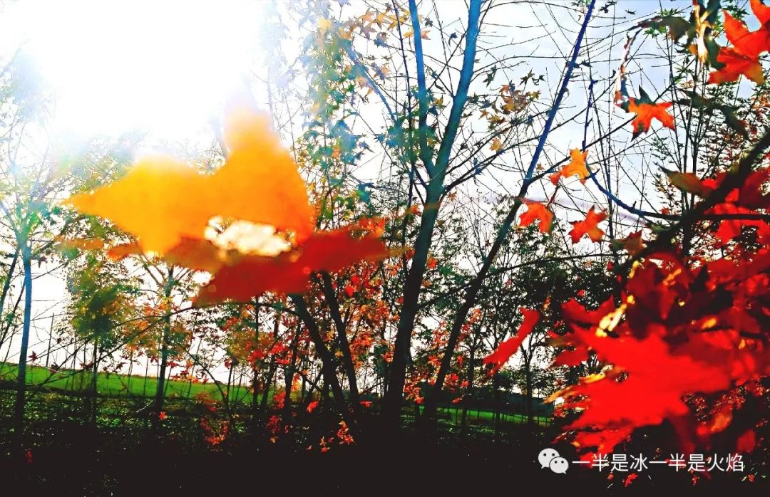 描写冬天的文章精选（冬天向暖而行原文赏析）