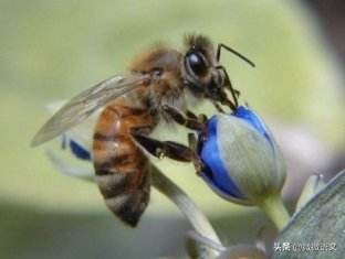 昆虫记精彩片段摘抄（昆虫记好句好段赏析及摘抄）