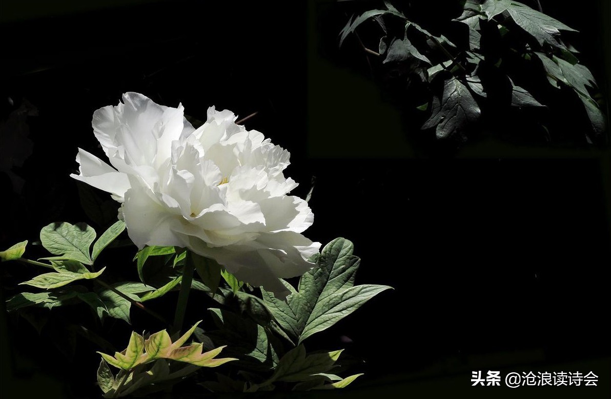 最有名的牡丹诗句风流（赞美牡丹的经典诗句）