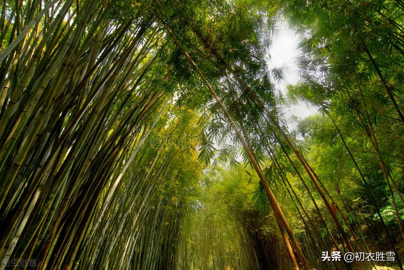 描写夏天景物的古诗有哪些(关于夏天景物的古诗词赏析）