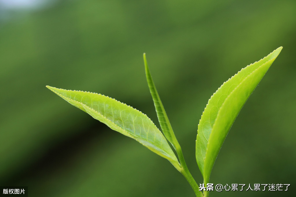 关于眼睛的唯美句子（形容眼睛很迷人的古诗）