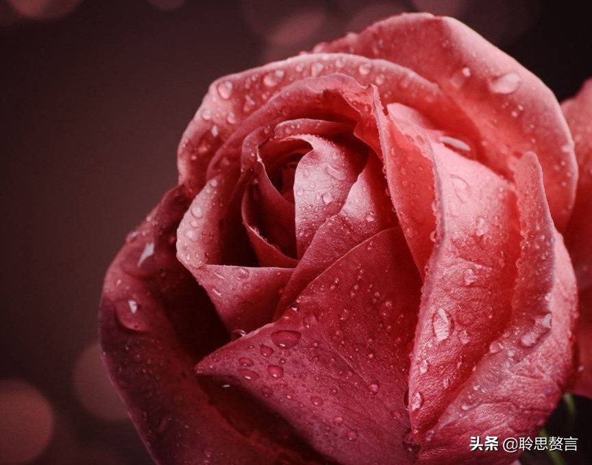 生日诗词大全唯美句子（精选这42首祝福古诗）
