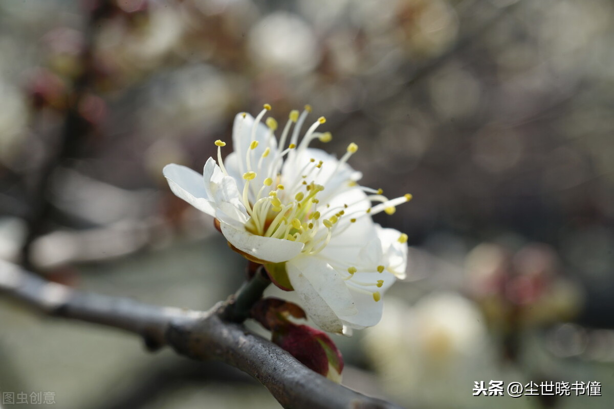 早春古诗白玉蟾的诗（白玉蟾诗词全集）