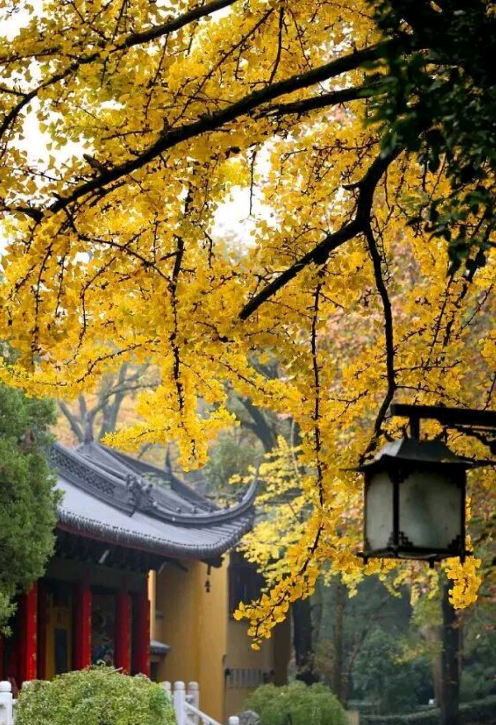 关于秋天的散文诗（写秋天的散文）