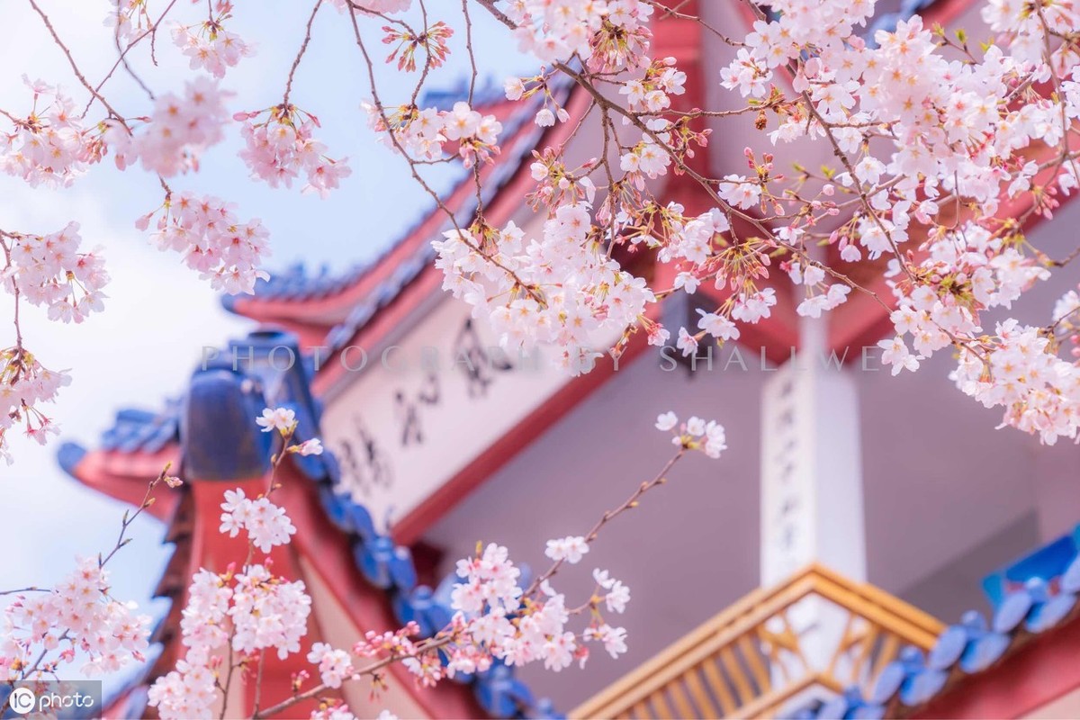 描写樱花的优美句子（赞美樱花美景的古诗词）