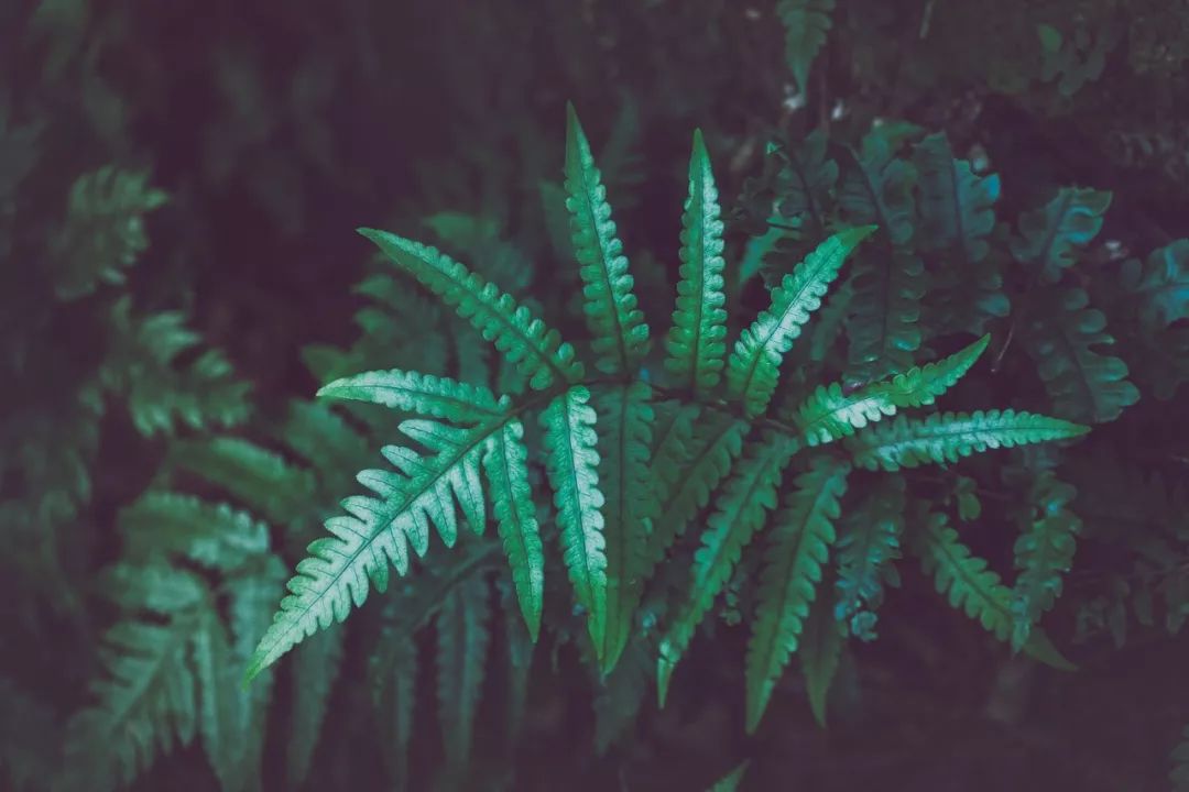 优美好句摘抄大全简短（值得摘抄珍藏的句子）
