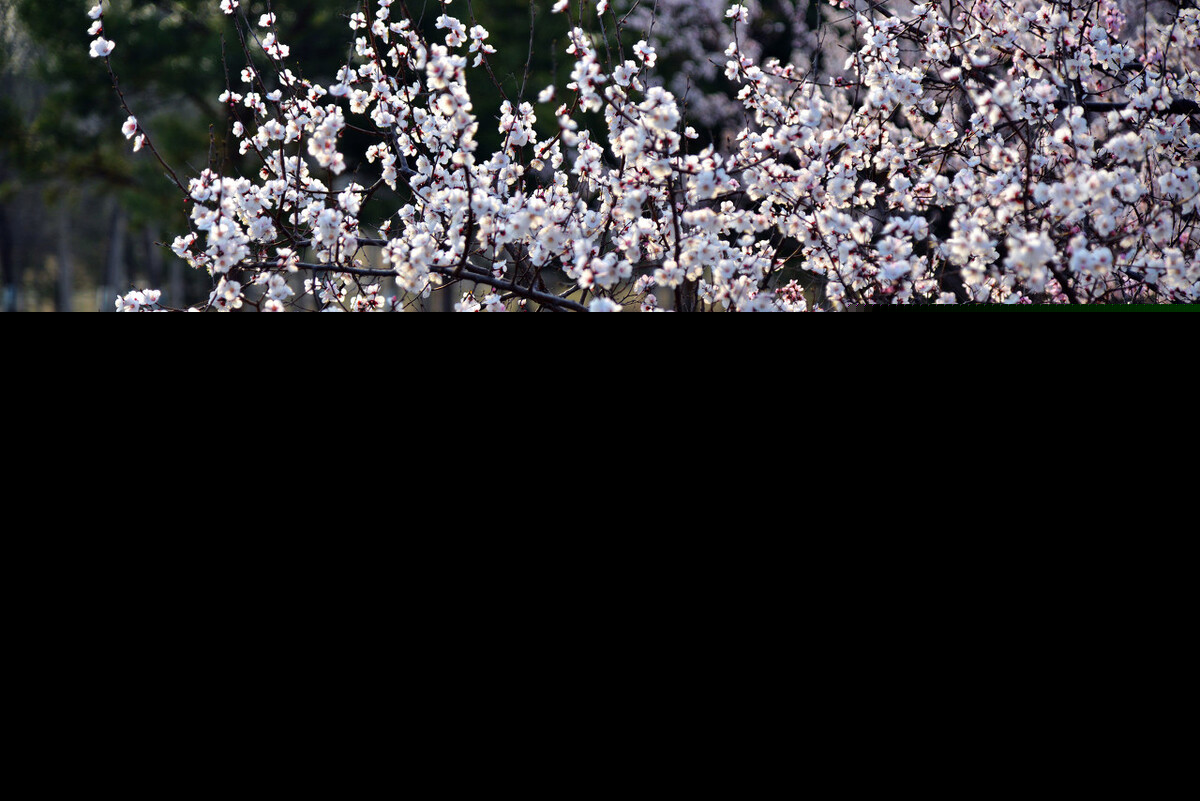 描写梅花的简短诗句大全（最好的梅花诗句6首）