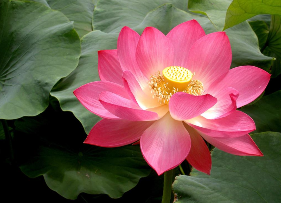 莲花的诗句古诗大全（赞美莲花的诗句古诗）