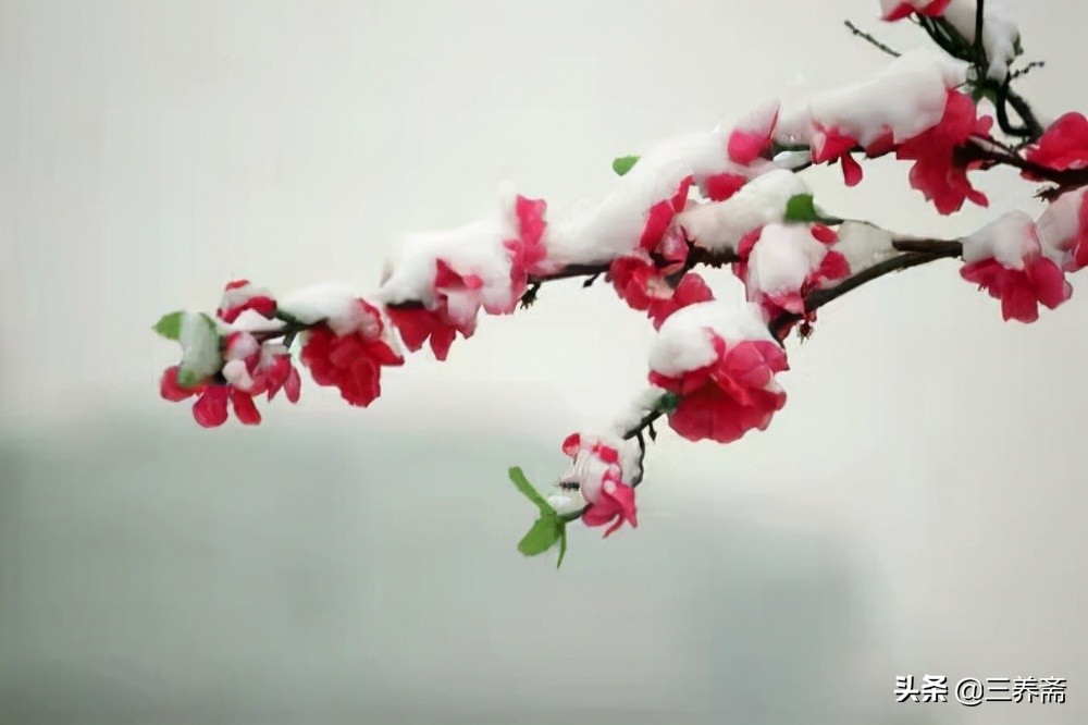 梅花古诗王安石古诗解析（王安石梅花注释及赏析）