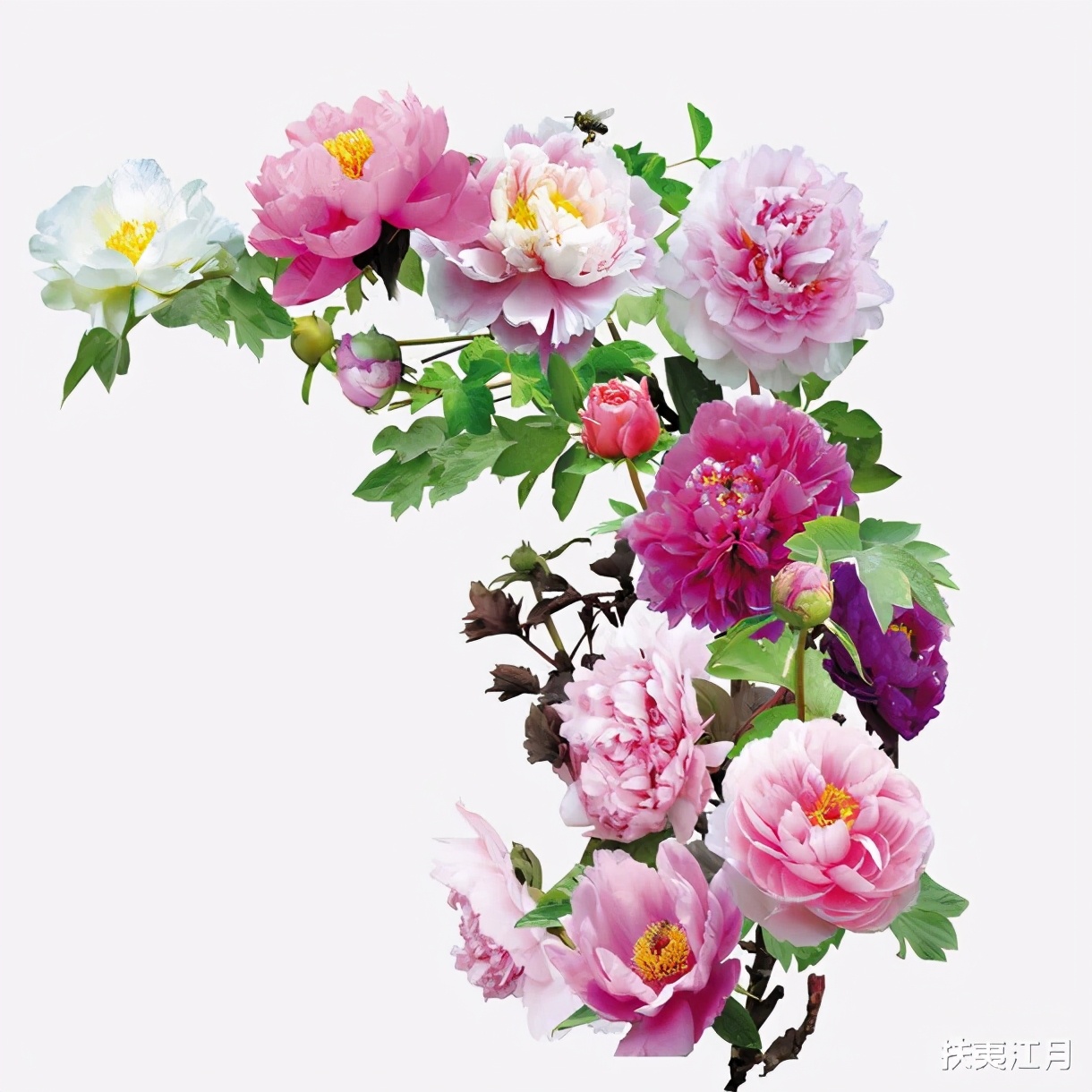 写牡丹的诗句古诗名句（赞美牡丹的经典诗句）