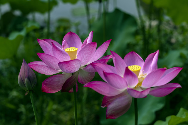 关于莲花的古诗句有哪些（描写荷花的4首唯美古诗词）