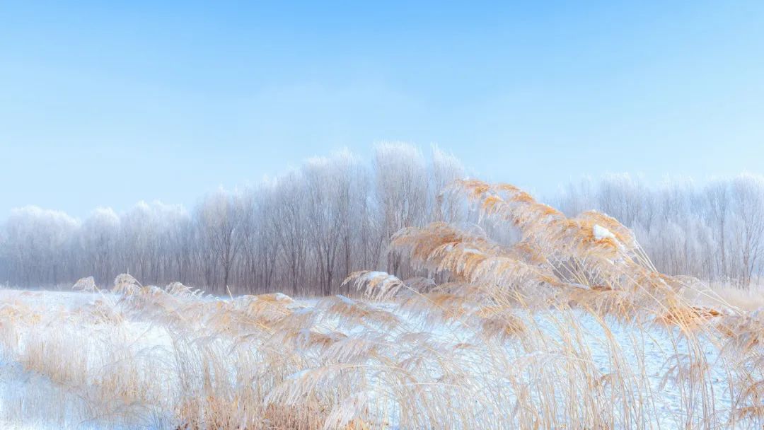 描写雪景的诗句有哪些（关于描写雪的诗句）