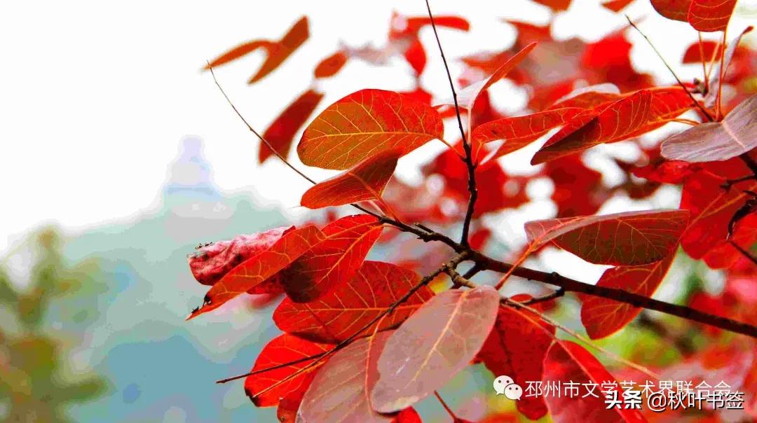 表示感恩的诗句有哪些（赞美感恩的诗句）