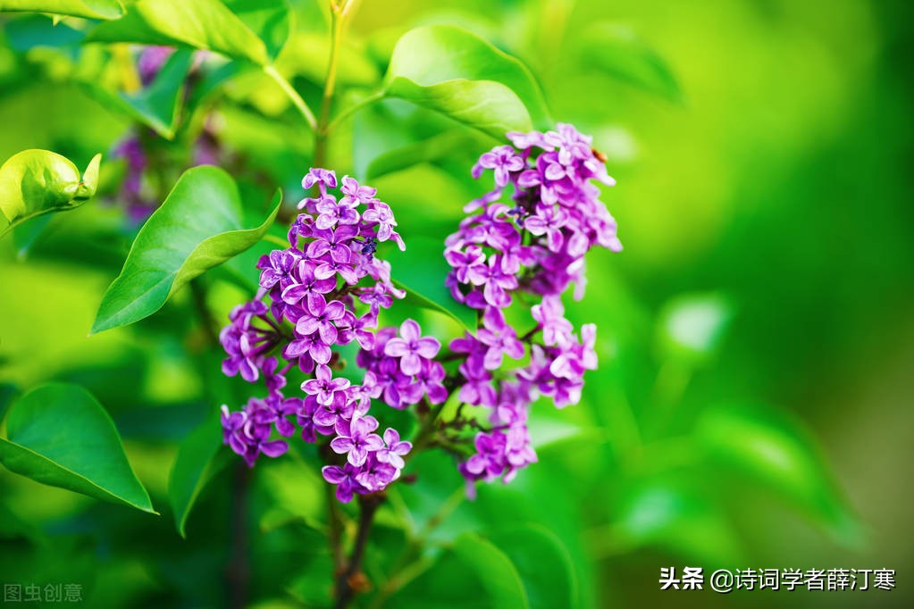 带春字的诗句有哪些（盘点含有春字的诗句）