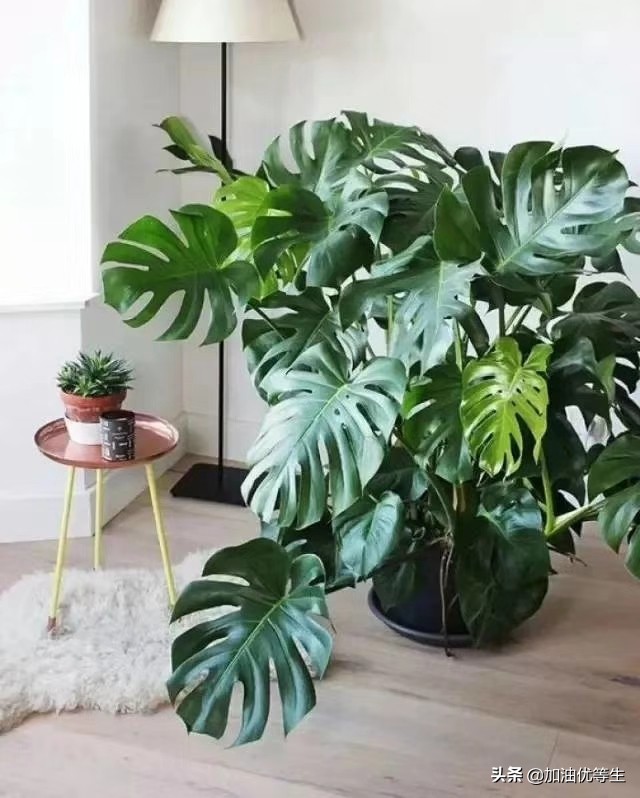 什么叫诗歌的节奏（现代诗歌节奏划分技巧）