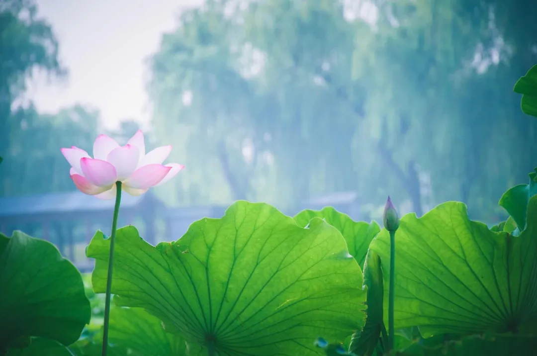 关于荷花的诗句古诗（莲花最有禅意的句子）