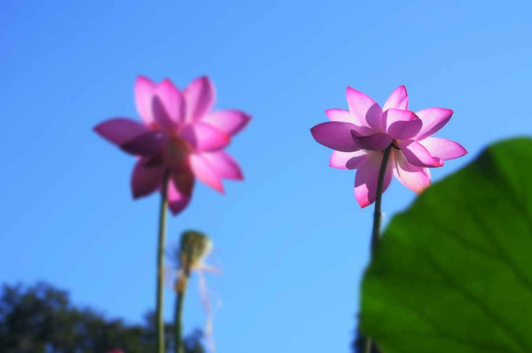 莲花的诗句古诗大全（赞美莲花的诗句古诗）
