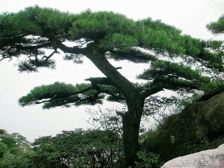 赞美黄山的诗句有哪些（描写黄山之美的所有古诗词）