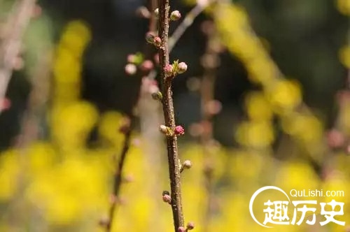 描写清明节的古诗句有哪些（关于清明节的古诗名句）