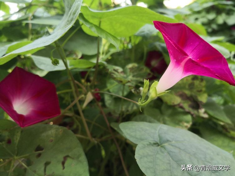 现代长诗十大经典长诗（经典长诗名篇）