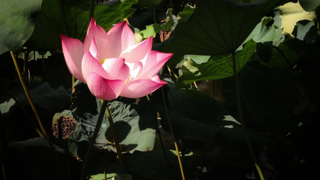 关于荷花的诗句古诗（莲花最有禅意的句子）