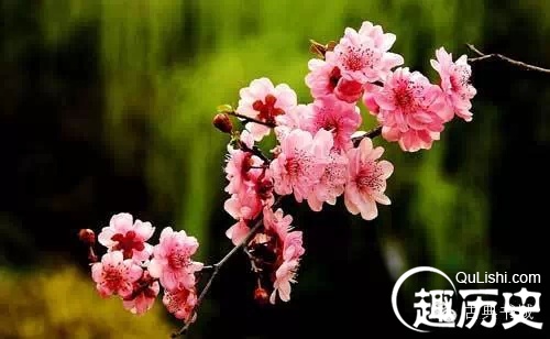 描写清明节的古诗句有哪些（关于清明节的古诗名句）