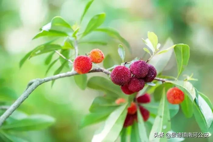 描写夏天景色的古诗有哪些（意境最美的8首夏日诗词）