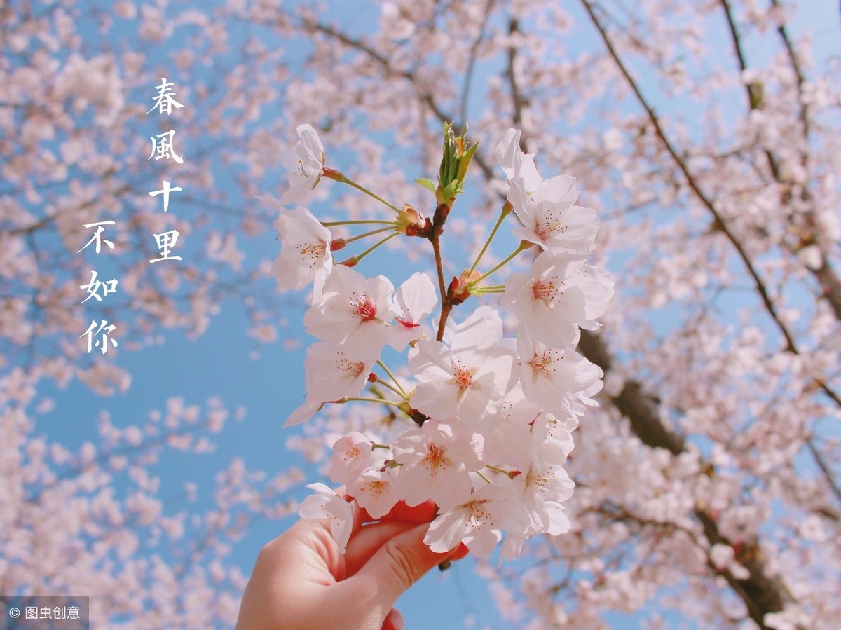 描写樱花的优美句子（赞美樱花美景的古诗词）