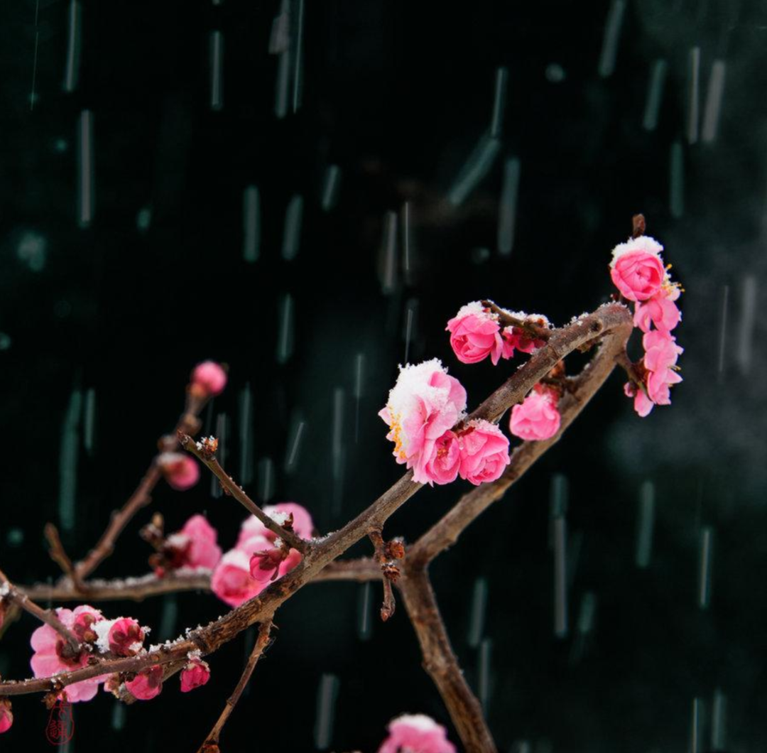 描写梅花的诗句大全（关于描写梅花的诗句）