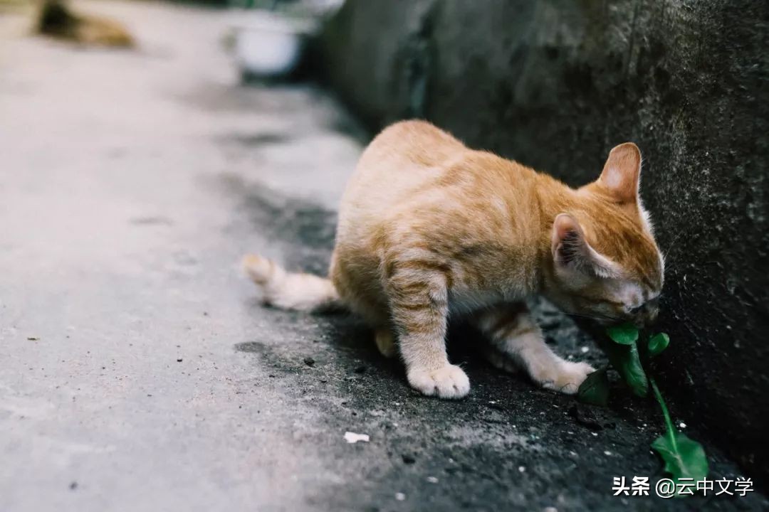 初中优美语句摘抄大全（最值收藏的名言警句）