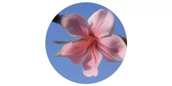形容花的词语和句子有哪些（关于花的好词美句大全）