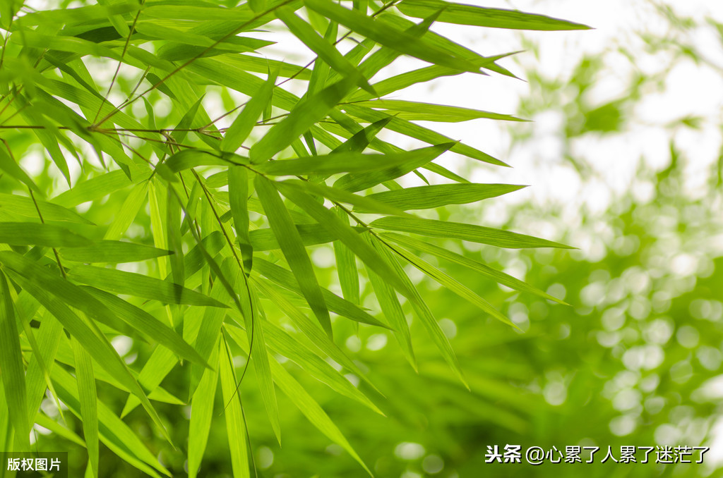 把感情看淡放下的句子说说（对一段感情释然的句子）