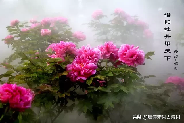 描写牡丹花的优美句子（描写洋牡丹的优美句子）