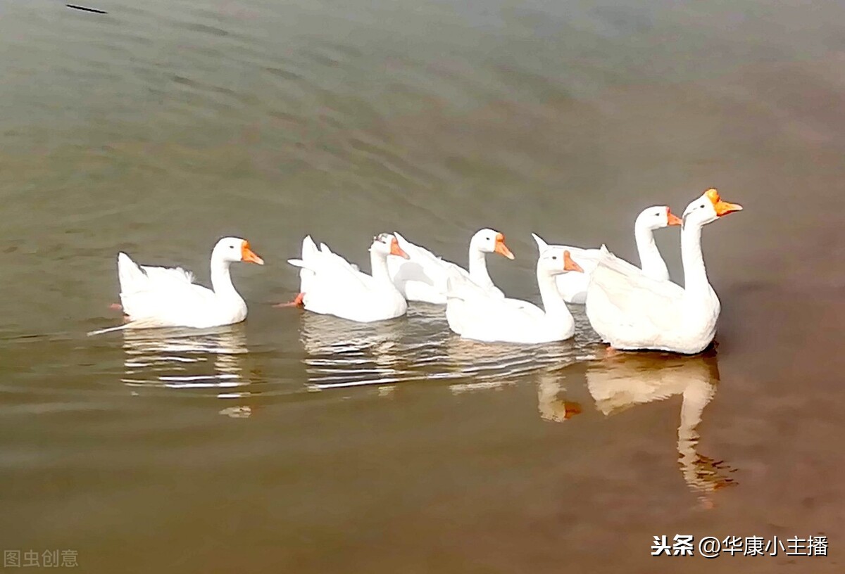 咏鹅古诗解释意思（骆宾王所写的咏鹅朗诵和全文翻译）
