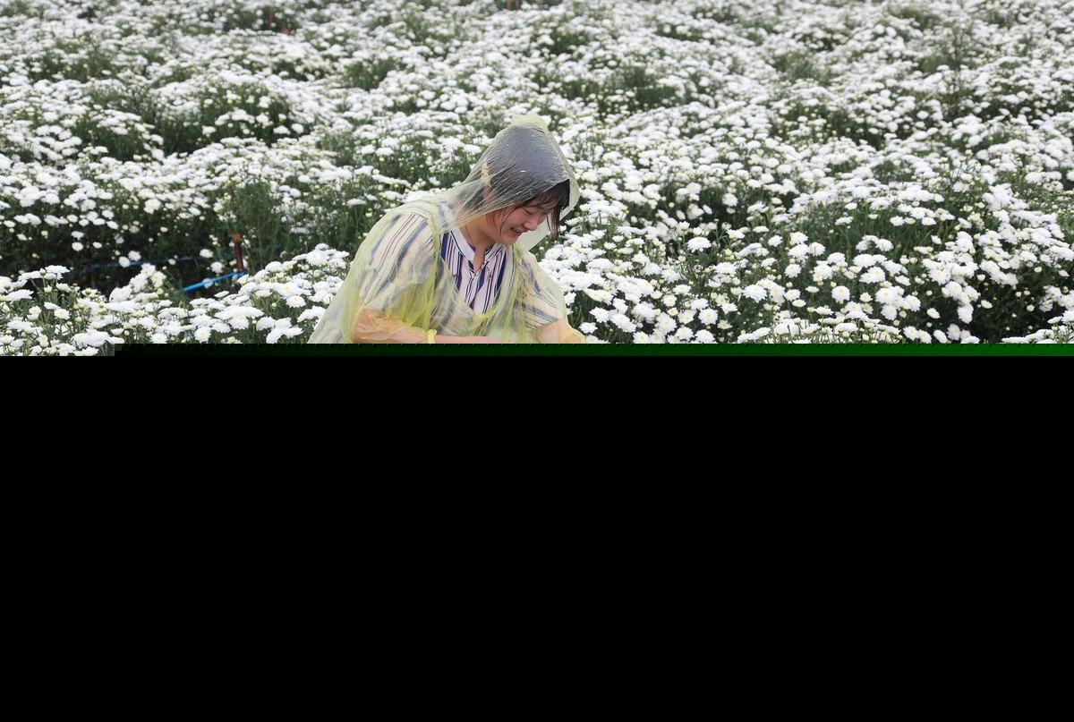 描写菊花古诗词100首（摘抄这30首赞美菊花的古诗）