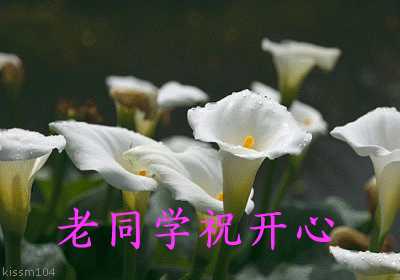 表达同学情谊的经典句子（同学情感语录短句）