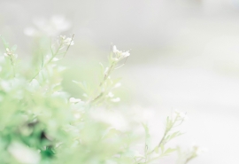 描写夏天的散文名篇（林清玄写的夏天的散文）